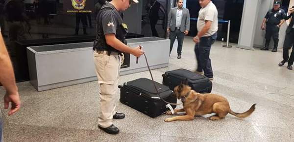 Fiscal Antidroga incautó metanfetaminas que transportaba una ciudadana europea
