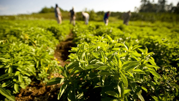 La demanda de stevia aumenta, pero la producción no incrementa su volumen
