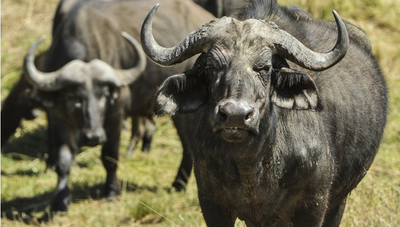 Cría y consumo de búfalos evoluciona positivamente en Paraguay