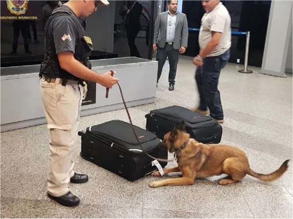Vito, el can antidroga que se robó el protagonismo al detectar metanfetamina