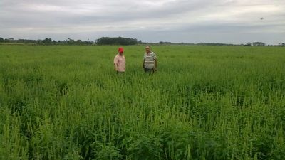 Exportaciones de chía generaron US$ 36,7 millones el año pasado - ADN Paraguayo