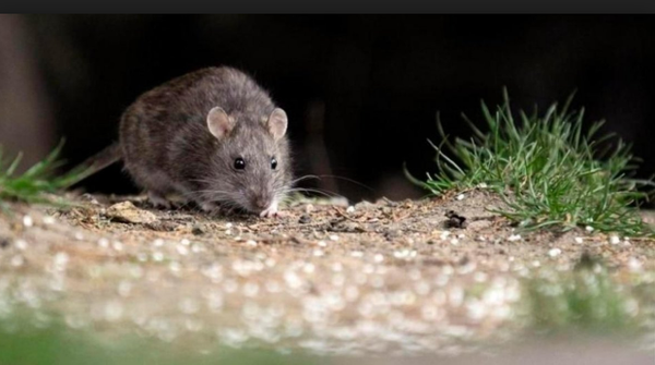 Hantavirus: Pruebas internacionales a casos sospechosos dieron negativo » Ñanduti