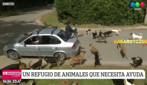 HOY / VIDEO | Notero argentino es rodeado por centenar de perros durante enlace en vivo