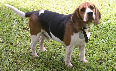 La raza beagle | Paraguay en Noticias
