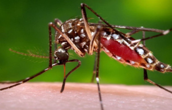 Instan a no bajar la guardia en la lucha contra el mosquito Aedes - Radio 1000 AM