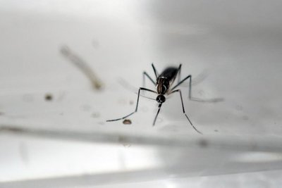 Descubren un freno interno en el virus del dengue - Ciencia - ABC Color