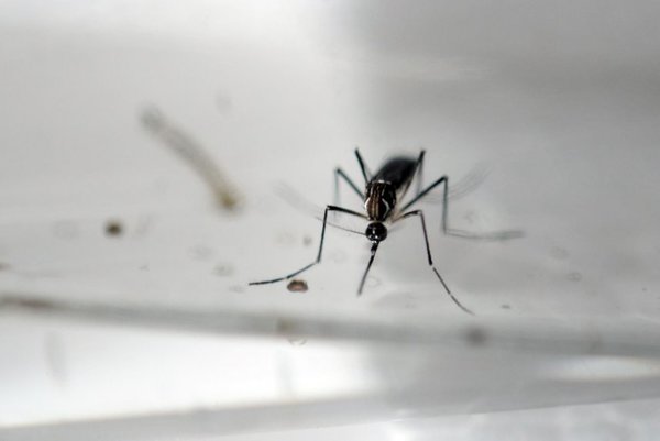 Descubren un freno interno en el virus del dengue - Ciencia - ABC Color