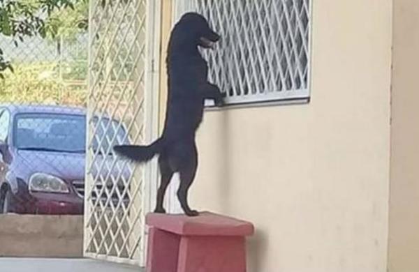 Perro caminó hasta la escuela de su amo para verlo por la ventana del salón de clases - C9N
