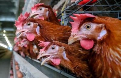 Gallinas se unen y matan a zorro que se las quería comer - C9N