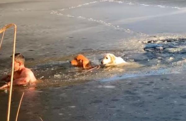 Ruso se pone en riesgo para rescatar a dos perros atrapados en un lago congelado - C9N