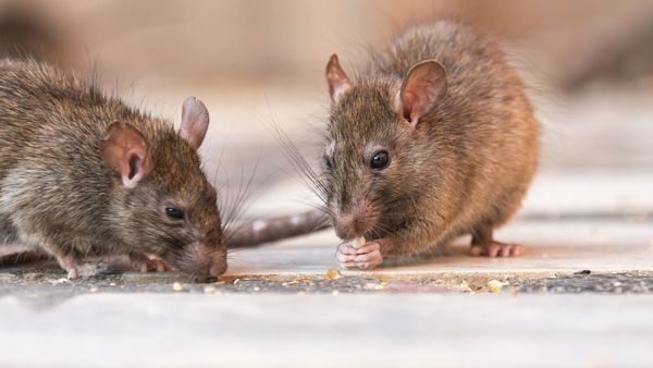 Se descarta hantavirus en Capiatá tras examen en laboratorio internacional - Capiatá Noticias