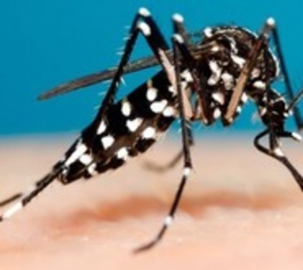 Científicos cada vez más cerca de crear antivirales contra el dengue - Paraguay.com