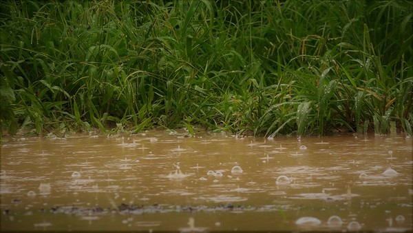 Reporte Ciudadano: Algunas zonas del Chaco superaron los 150mm y 200 mm de lluvia caída