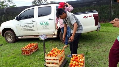 Con yerba mate, tomate y mandioca se autosustenta 30 % de indígenas