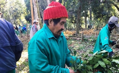 HOY / El 30 % de los indígenas logra autosustento: exportarán 15 toneladas de yerba