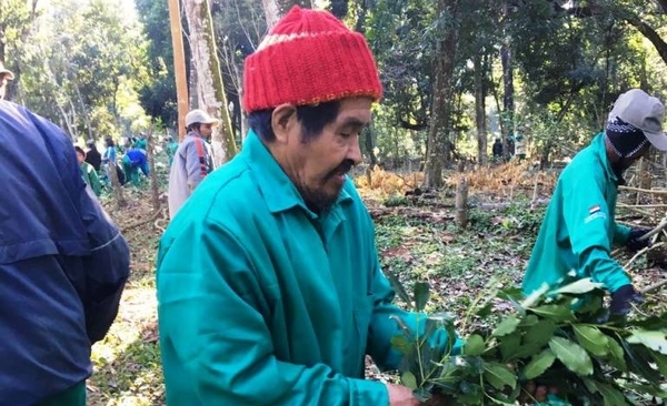 HOY / El 30 % de los indígenas logra autosustento: exportarán 15 toneladas de yerba