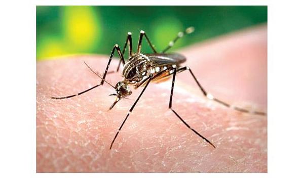 Casi 300 casos de dengue – Prensa 5