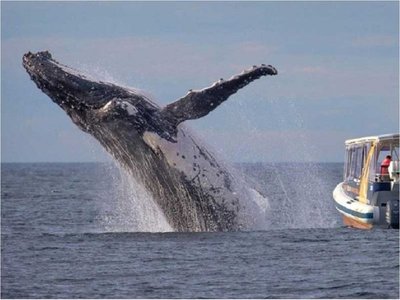 La ballena jorobada, una acróbata de los océanos, visita México