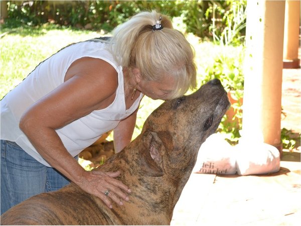 Perros también salvan vidas donando sangre a otros peludos