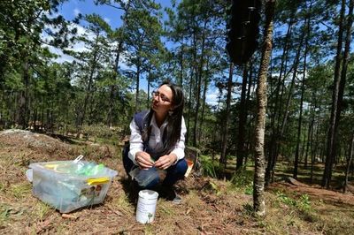 Sequía somete a Centroamérica a plagas y pérdidas
