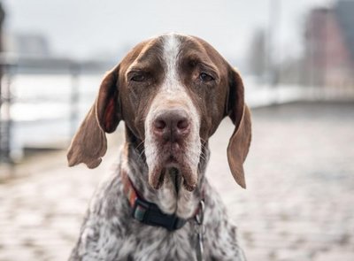 Qué hacer cuando los perros ingieren drogas - Mascotas - ABC Color