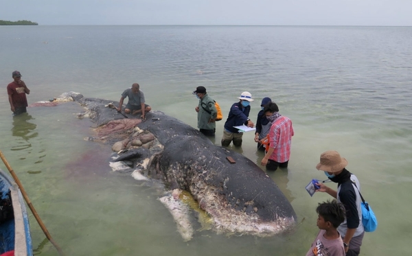 Encuentran 40 kilos de plástico dentro de una ballena muerta en Filipinas » Ñanduti