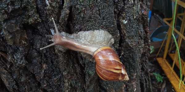 Con la lluvia, aparecen caracoles africanos en CDE