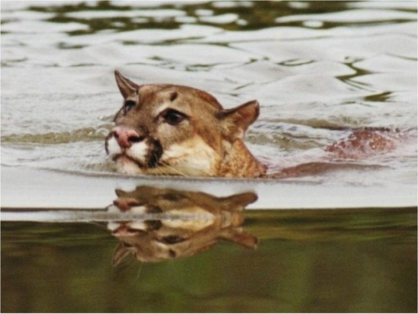 Un puma cruza nadando el río Paraná hasta la costanera de Itatí