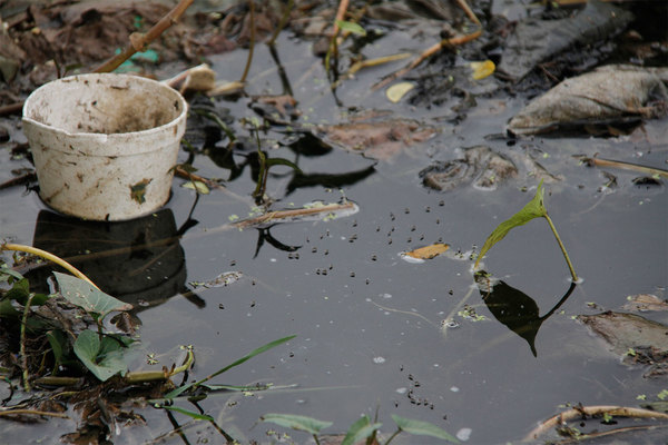 Hallan más de 23 mil criaderos del Aedes esta semana en Asunción y Central » Ñanduti