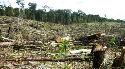 INFONA trabajará con plataforma digital internacional para monitoreo de bosques
