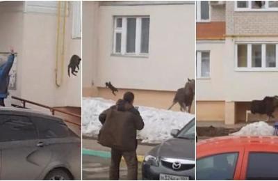 La insólita maniobra de una mujer para espantar a un alce salvaje: le lanzó un gato - C9N