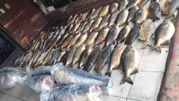 HOY / Incautan 350 kilos de pescado en Vista Alegre
