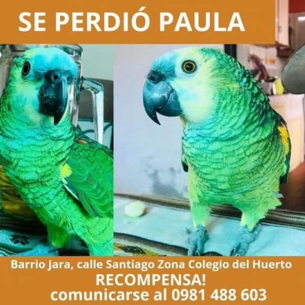 Lora sigue prófuga, pese a esfuerzo de bomberos - Nacionales - ABC Color