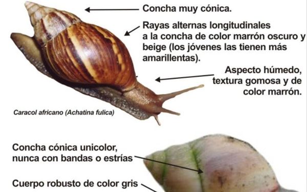 Salud en alerta ante aparición de caracoles africanos