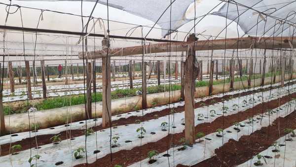Intensas lluvias causan cuantiosas pérdidas a productores hortícolas