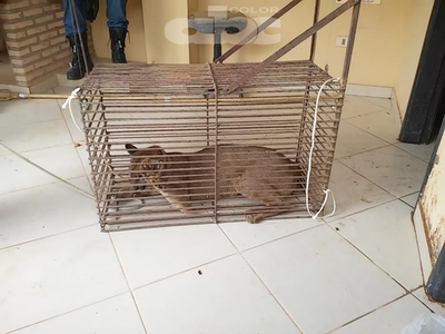 Puma aparece en el centro de Loma Plata - Nacionales - ABC Color