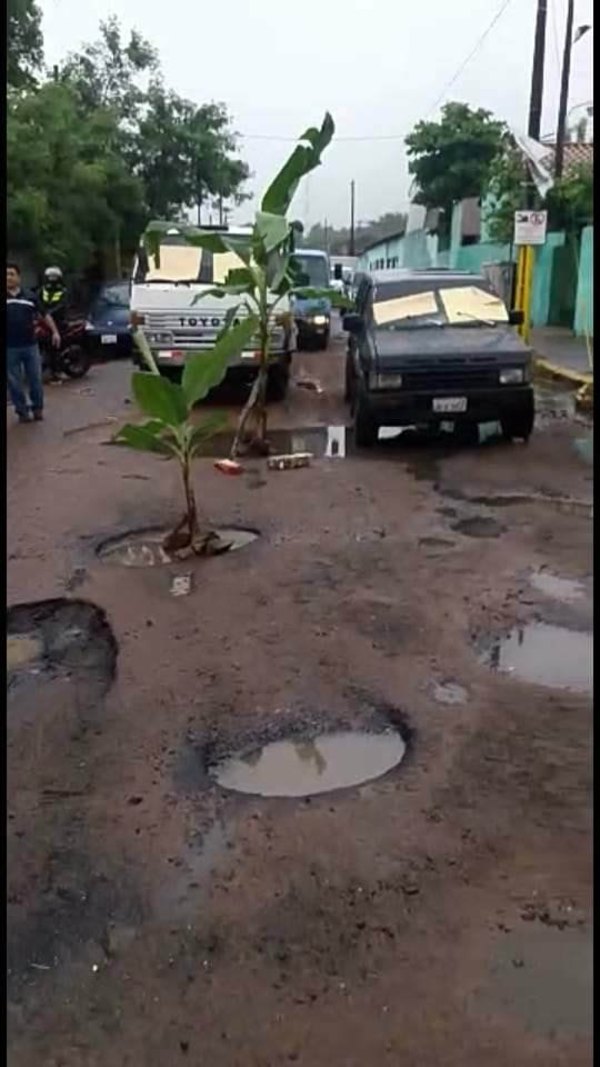 Plantaron bananas en baches