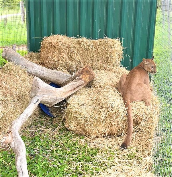 Loma Plata: Rescatan a un puma que se refugió dentro de las instalaciones de la SET