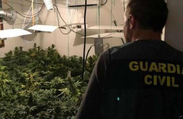 Familia convirtió su casa en un invernadero de marihuana: tenían más de 100 plantas - C9N