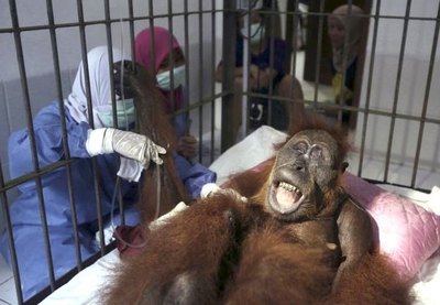Orangután queda ciega tras recibir 70 disparos