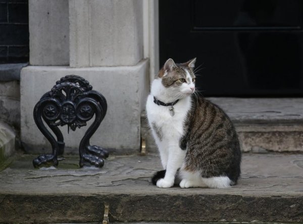 El gato Larry, miembro del Gobierno británico y estrella de Twitter - Mascotas - ABC Color