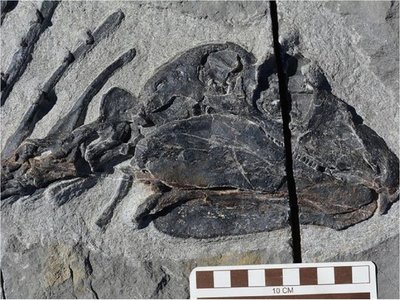 Fósil retrasa la comprensión de la evolución herbívora