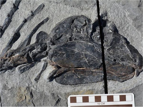 Fósil retrasa la comprensión de la evolución herbívora