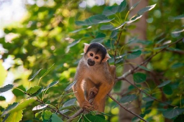 Científicos identifican a primates portadores del zika