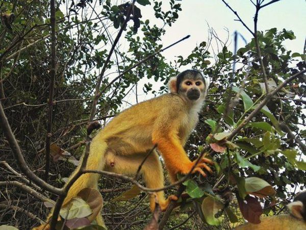 Científicos identifican a primates portadores del zika - Ciencia - ABC Color