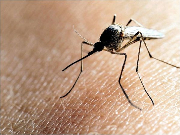 Cura contra pulgas en mascotas podría prevenir zika y malaria en humanos