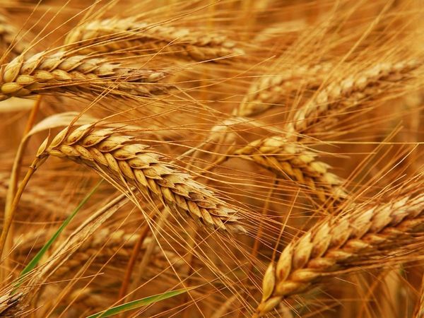 Argentina preocupada por el acuerdo Brasil-EEUU por trigo sin arancel