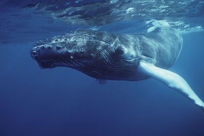 Las ballenas jorobadas, el animal más complejo del mundo acústicamente » Ñanduti