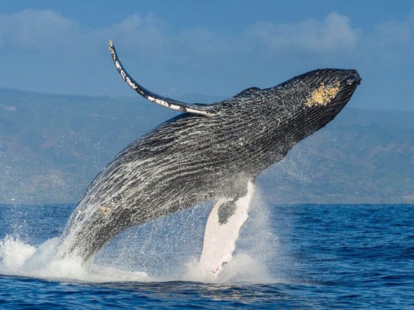 La ballena jorobada, el animal más complejo del mundo acústicamente