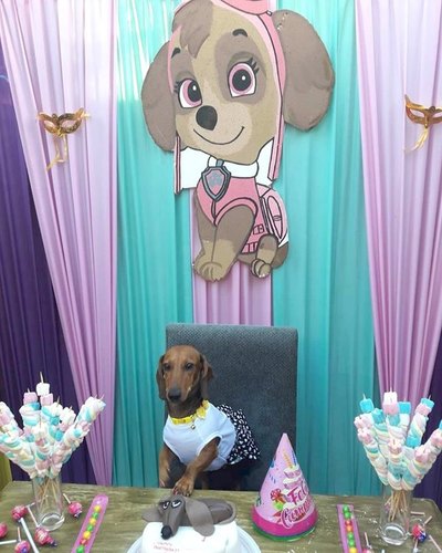 FESTEJO PERRUNO: “Anastassia” ladró su primera vela de cumple